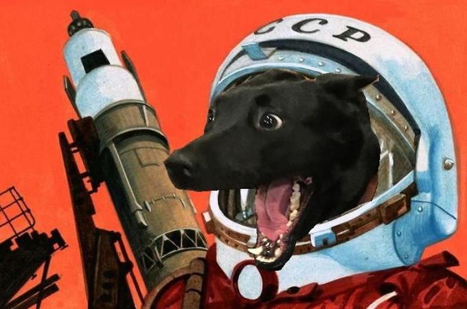 Rocket Dog!